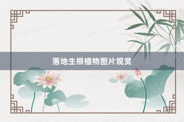 落地生根植物图片观赏